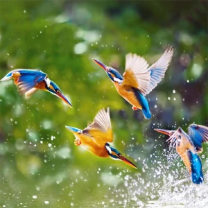 Flying Birds Slide - Play Free Best Puzzle Online Game on JangoGames.com