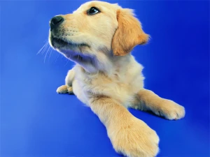 Funny Cats and Dogs Jigsaw Puzzle - Play Free Best Puzzle Online Game on JangoGames.com