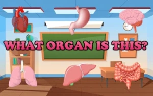 What Organ Is This? - Play Free Best educational Online Game on JangoGames.com