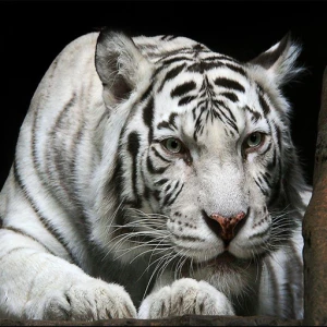 Animals Jigsaw Puzzle Tiger - Play Free Best Puzzle Online Game on JangoGames.com