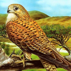 Birds of Prey Puzzle - Play Free Best Puzzle Online Game on JangoGames.com