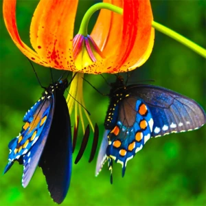 Butterfly Slide - Play Free Best Puzzle Online Game on JangoGames.com