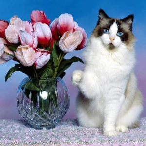 Funny Cats Puzzle - Play Free Best Puzzle Online Game on JangoGames.com