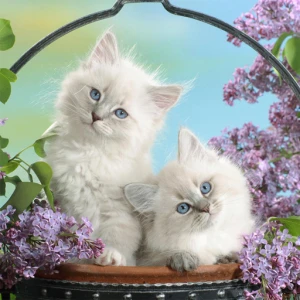 Funny Kitty Puzzle - Play Free Best Puzzle Online Game on JangoGames.com