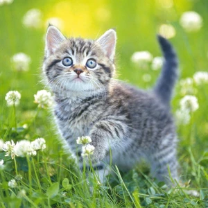 Kittens Jigsaw - Play Free Best Puzzle Online Game on JangoGames.com