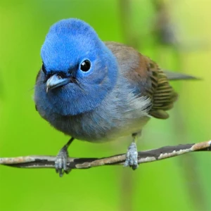 Lovable Birds Puzzle - Play Free Best Puzzle Online Game on JangoGames.com