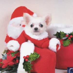 Lovely Puppy Puzzle - Play Free Best Puzzle Online Game on JangoGames.com