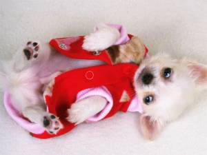 Lovely Puppy Slide - Play Free Best Puzzle Online Game on JangoGames.com