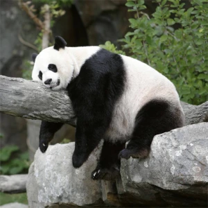 Pandas Slide - Play Free Best Puzzle Online Game on JangoGames.com