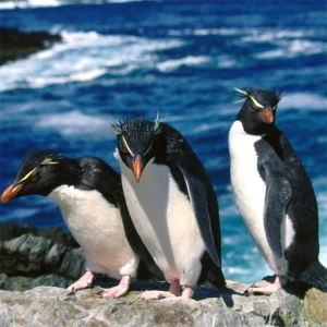 Penguins Slide - Play Free Best Puzzle Online Game on JangoGames.com
