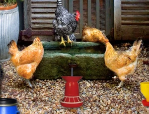 Poultry Farm Easter Escape - Play Free Best Adventure Online Game on JangoGames.com