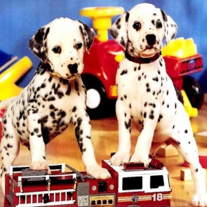 Puppy Pairs Puzzle - Play Free Best Puzzle Online Game on JangoGames.com