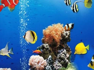 Sea Underwater Difference - Play Free Best Puzzle Online Game on JangoGames.com