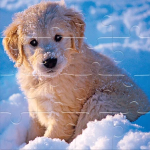 Winter Pets Puzzle - Play Free Best Puzzle Online Game on JangoGames.com
